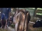 பால் பசு விற்பனைக்கு