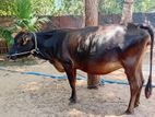 Farm Cow