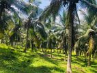 පානදුර අඟුරුවාතොට බස් පාරට 400m