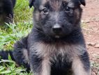 German Shepherd Dog