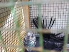 Fantail pigeons