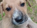 Puppies for Kind Home