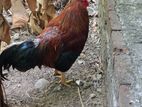 පාට තුනේ ගම් කුකුළෙක්