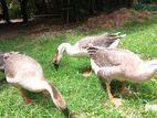 පාත්තයින් දෙදෙනෙක් - Indian Goose
