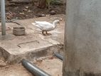 පාත්තයන්