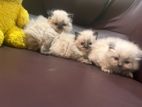 Persian Cat