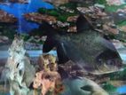 Pacu Fish