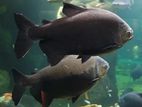 Pacu Pair Black