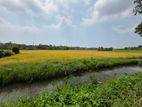 Paddy Field Facing 53.5 P Land for Sale Udawatta Road