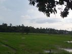 paddy Field Facing 8.00 perch land for sale .