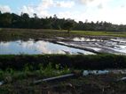 paddy field facing land for sale .