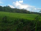 Paddy Field Facing Land for Sale Malabe