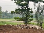 Paddy Field Facing Land for Sale - Talawatugoda
