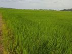 Paddy Field for Sale Kanayankuli