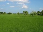 Paddy Field Land for Sale in Koswatta, Battaramulla