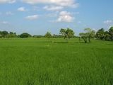 Paddy Field Land for Sale in Koswatta, Battaramulla