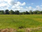 Paddy Field Land for Sale Dambulla