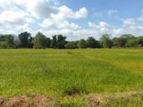Paddy Field Land for Sale Dambulla