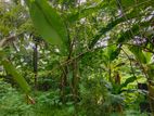 Paddy Field VIEW LAND For SALE KADAWATHA