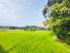 Paddy Field View Land for Sale Kadawatha කුඹුරු මායිම් ඉඩම්