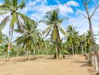 Paddy field with the convenience of a built highway Land Sale