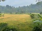 Paddy Land for Sale - Pelwatta