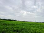 Paddy Land for Sale - நாவக்குளம்