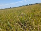 Paddy Seeds