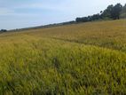 Paddy seeds