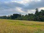 Paddy View Land for Sale in Weligama –code Add 834