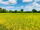 Padeniya Residential Land Plots ( S )