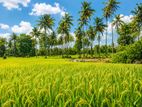 Padeniya Town Residential Land Plots.. ( S )
