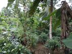 Padukka Tea coconutcultivated 82 P Land for Sale with Small House