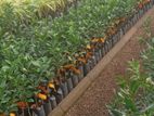 පැ නි දොඩම් පැළ (orange plants)