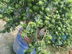 පැ නි දොඩම් පැළ (Orange plants)