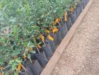 පැ නි දොඩම් පැළ (Orange plants)