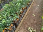 පැ නි දොඩම් පැළ (Orange plants)