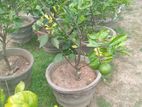 පැ නි දොඩම් පැළ (Orange plants)