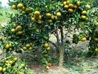 පැ නි දොඩම් පැළ (Orange Plants)