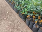 පැ නි දොඩම් පැළ (Orange plants)