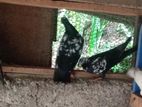 Pigeon