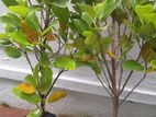 පැණි වරකා පැළ