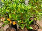 පැණි වරකා පැල