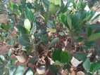 පැණි වරකා | Jack fruit Plants Pani Waraka