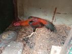 Parrot Beak Rooster