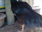 පැරටි බීක් Rooster