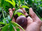 පැශන් පැල Passion Fruit Plants