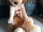 Labrador Puppies