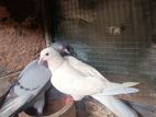 Pigeons