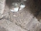 Baby Rabbits